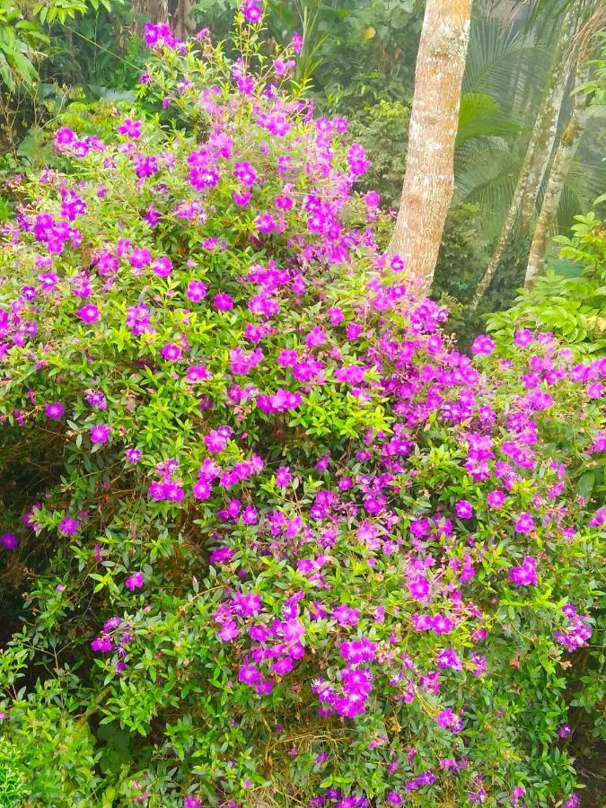 Spring And Valley View Thekkady Eksteriør bilde